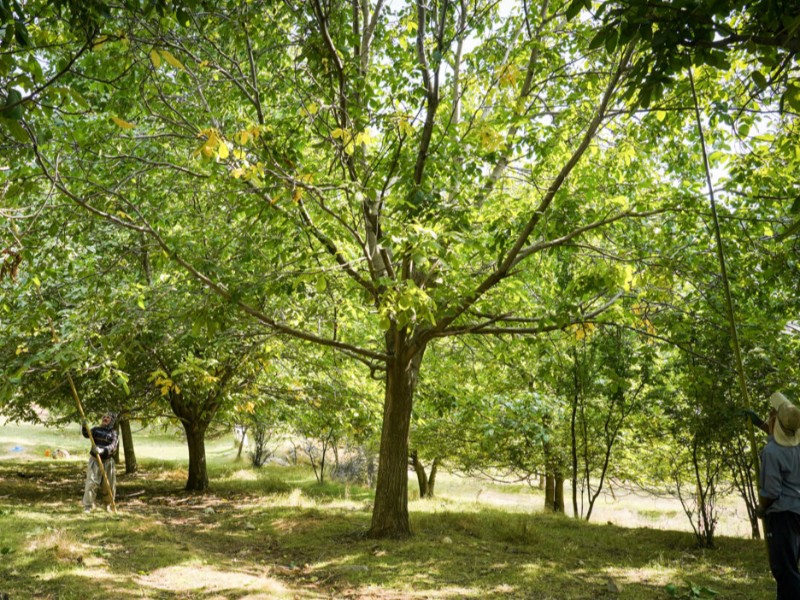 سقوط از درخت گردو جان باغدار صحنه ای را گرفت