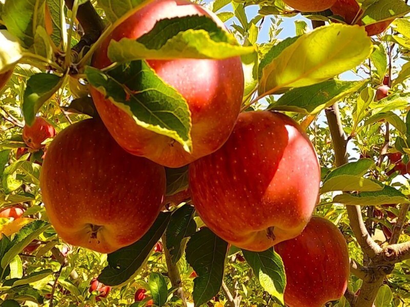 برگزاری دومین جشنواره سیب سرتخت و انگور کندوله در شهرستان صحنه