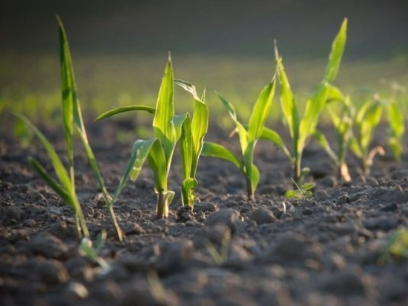 سهم 11.6 درصدی صحنه از صنعت و کشاورزی کرمانشاه