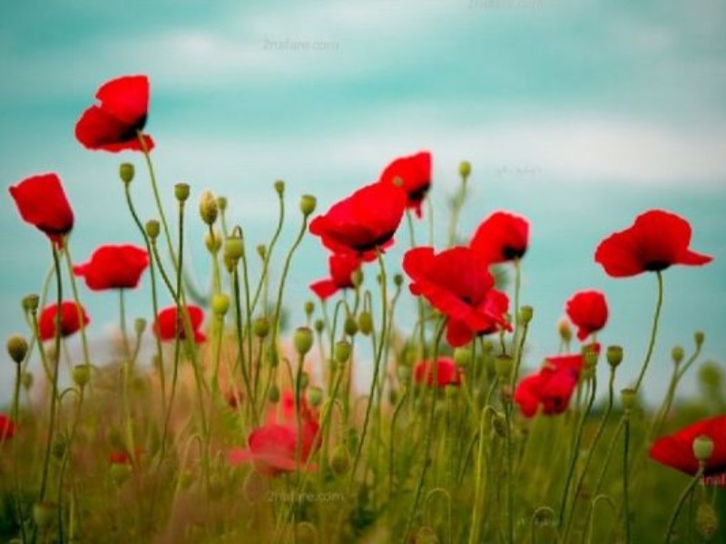 روایت مکانیک صحنه ای که مدافع حرم شد روایت مکانیک صحنه ای که مدافع حرم شد