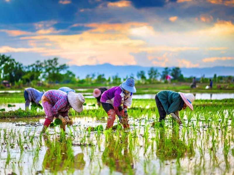 کشت برنج در صحنه ممنوع است