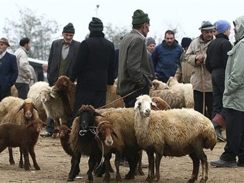 برپایی ۱۱ جایگاه عرضه دام قربانی در کرمانشاه