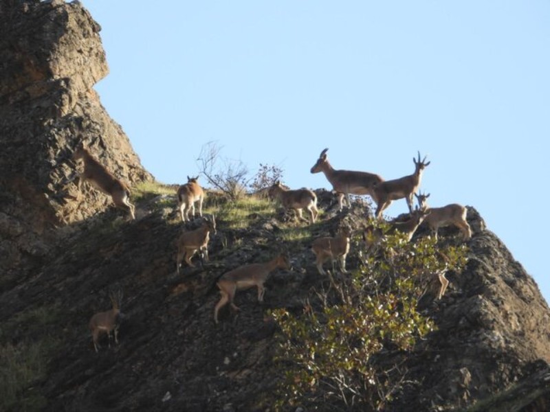 ثبت منطقه لهون پاوه به عنوان منطقه شکار و تیراندازی ممنوع ثبت منطقه لهون پاوه به عنوان منطقه شکار و تیراندازی ممنوع