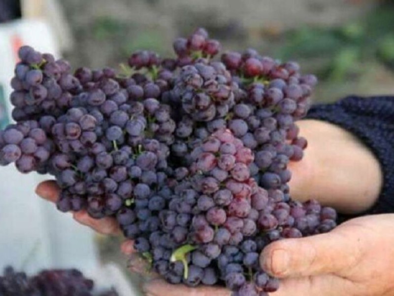کرمانشاه قطب انگور یاقوتی کشور؛ ۴۲ هزار تن محصول روانه بازار مصرف شد