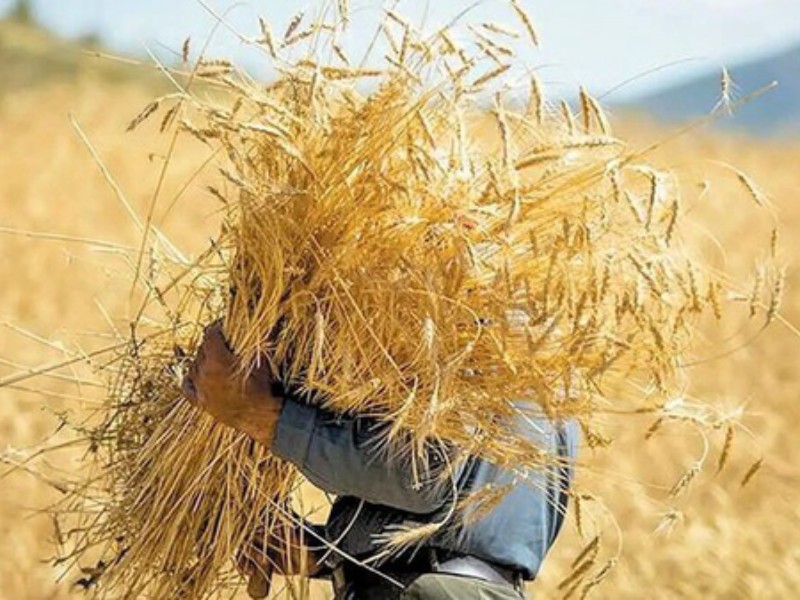 ۵۸ درصد مطالبات گندمکاران کرمانشاه پرداخت شد ۵۸ درصد مطالبات گندمکاران کرمانشاه پرداخت شد