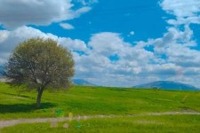 طبیعت بهاری شهرستان صحنه