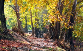 طبیعت زیبای صحنه