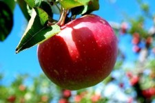 ثبت جشنواره سیب سرتخت صحنه در فهرست رویدادهای ملی