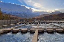 مزرعه پرورش ماهی قزل آلا در روستای دوآب شهرستان صحنه فعال است