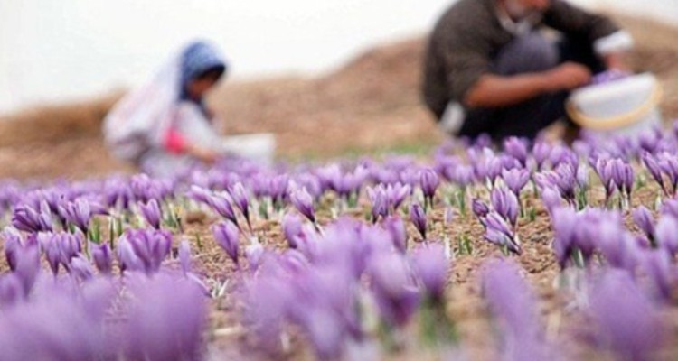 مزارع زعفران کرمانشاه ۲۰۰ هکتار توسعه می‌یابد