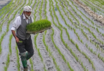 باید جلوی کشت برنج در شرق کرمانشاه گرفته شود