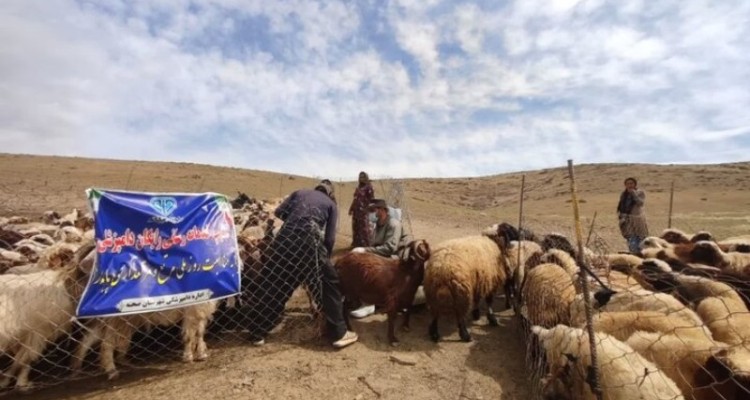 خدمات رایگان دامپزشکی به عشایر صحنه ارائه شد