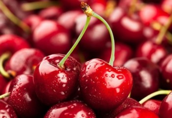 8 هزار تن گیلاس در شهرستان صحنه در حال برداشت است
