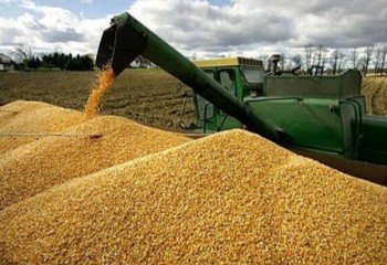 مراکز خرید کرمانشاه برای تحویل گندم و کلزا آماده هستند