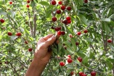 شهرستان صحنه بیشترین سطح زیرکشت آلبالو را دارد