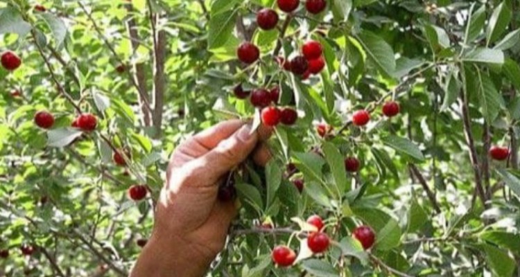 شهرستان صحنه بیشترین سطح زیرکشت آلبالو را دارد
