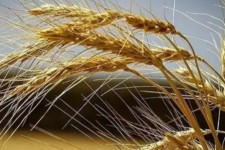 خرید تضمینی 48 هزار تن گندم در شبکه تعاونی های روستایی استان کرمانشاه