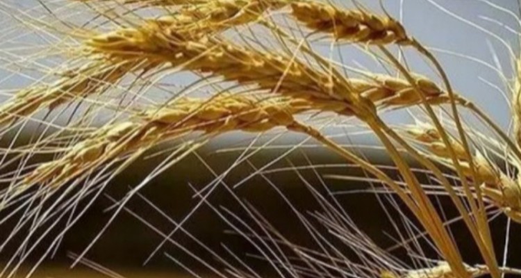 خرید تضمینی 48 هزار تن گندم در شبکه تعاونی های روستایی استان کرمانشاه