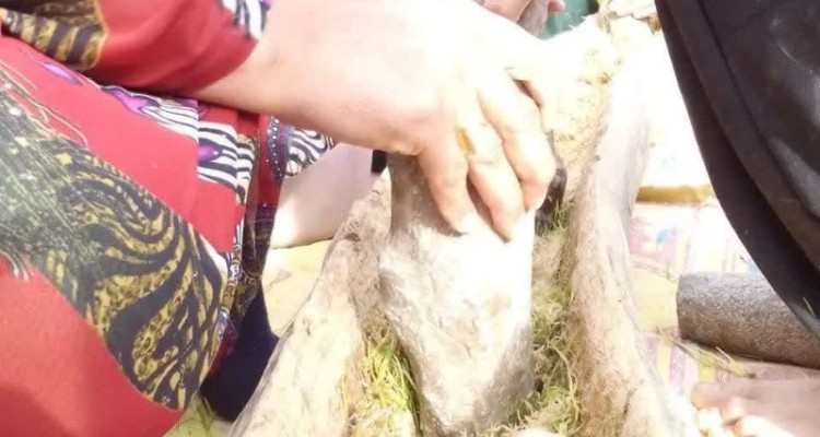 ثبت آیین سمنوپزان روستای کرتویج  علیا دینور در فهرست میراث فرهنگی ناملموس کشور