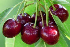پیش‌بینی برداشت ٨٠ هزار تن گیلاس و آلبالو از باغات صحنه