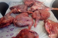 شکارچی خاطی با گوشت شکار در منزلش به دام افتاد