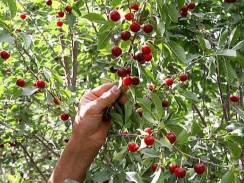 شهرستان صحنه بیشترین سطح زیرکشت آلبالو را دارد شهرستان صحنه بیشترین سطح زیرکشت آلبالو را دارد